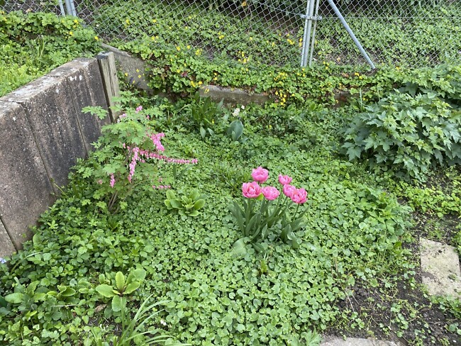 Ausgangslage Ausgangslage im Privatgarten in Hoengg