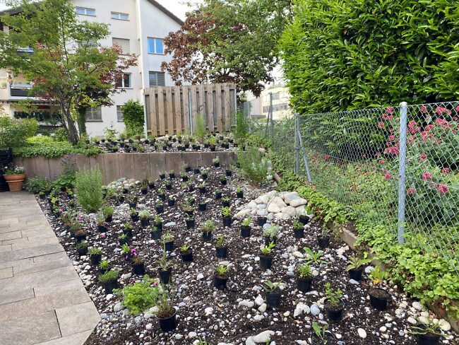 Fortschritt Fortschritt im Privatgarten in Hoengg