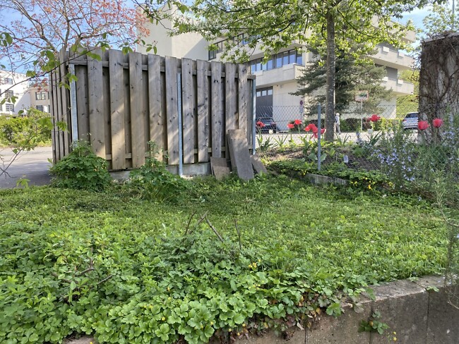Ausgangslage Ausgangslage im Privatgarten in Hoengg